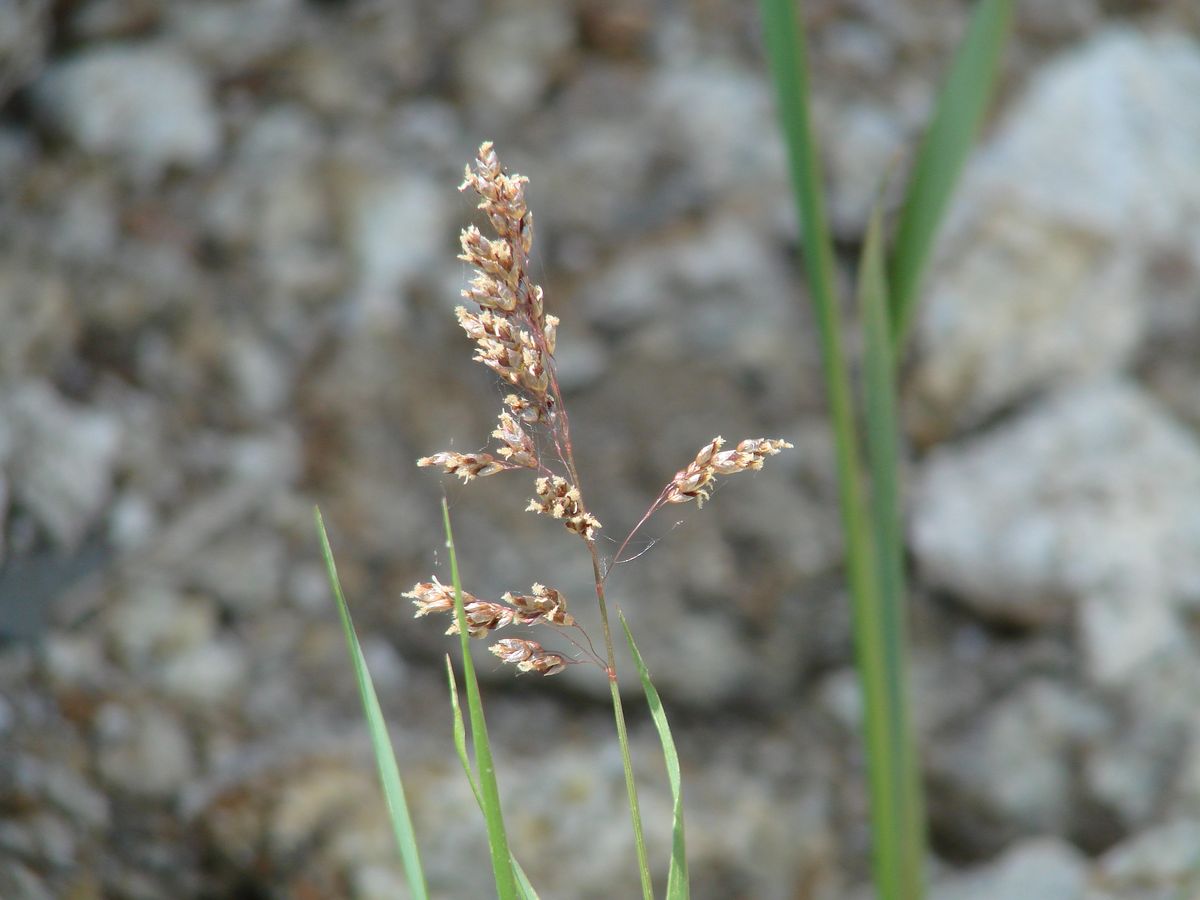 Image of genus Hierochloe specimen.