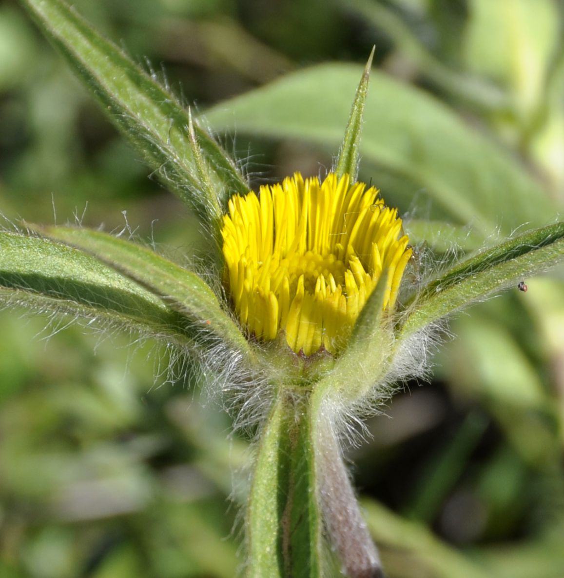 Изображение особи Pallenis spinosa.