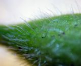 Carex hirta. Опушение мешочка (очень сильно увеличено). Украина, г. Киев, Южная Борщаговка, ул. Булгакова, запущенный газон. 20 мая 2010 г.