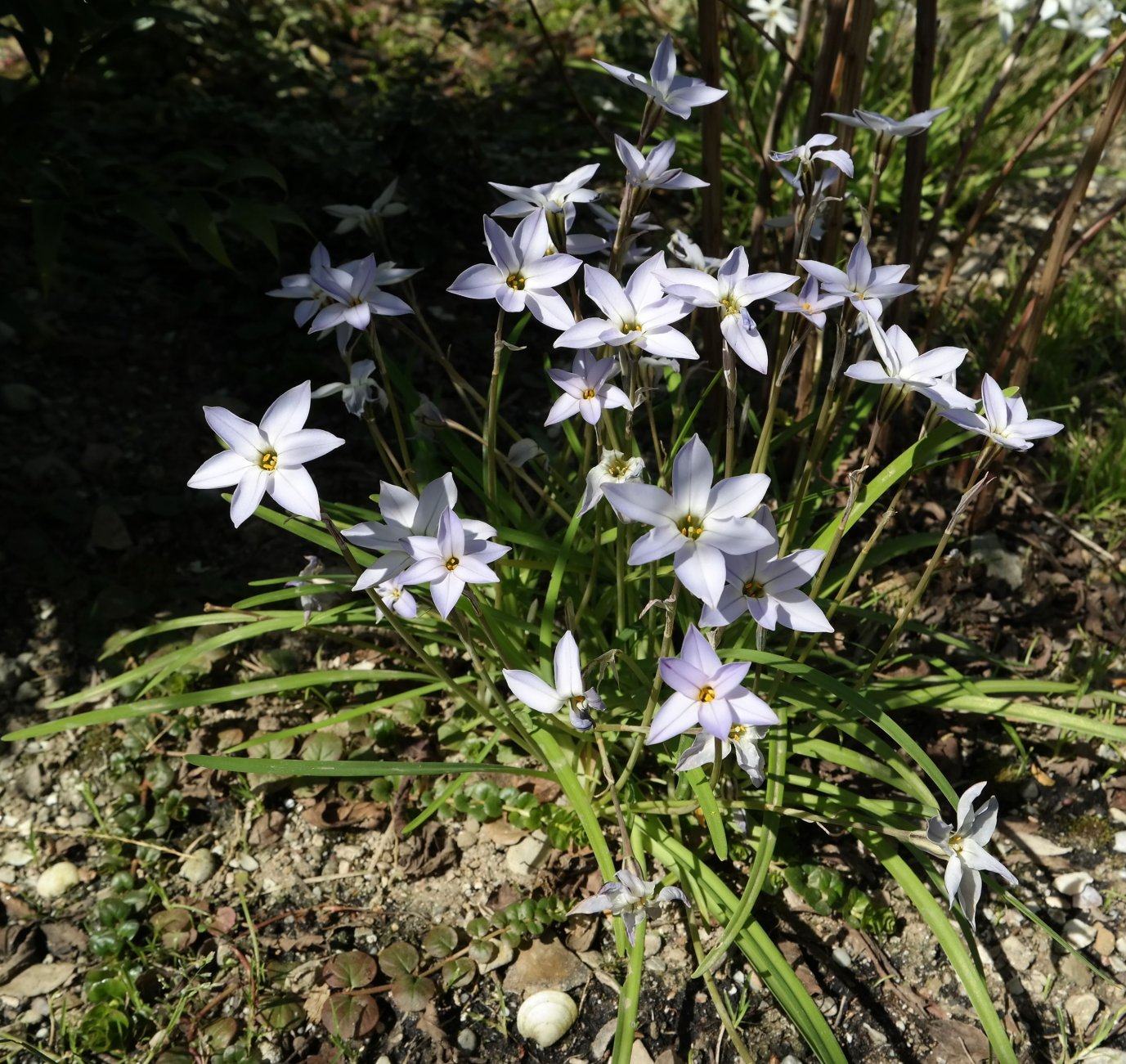 Изображение особи Ipheion uniflorum.