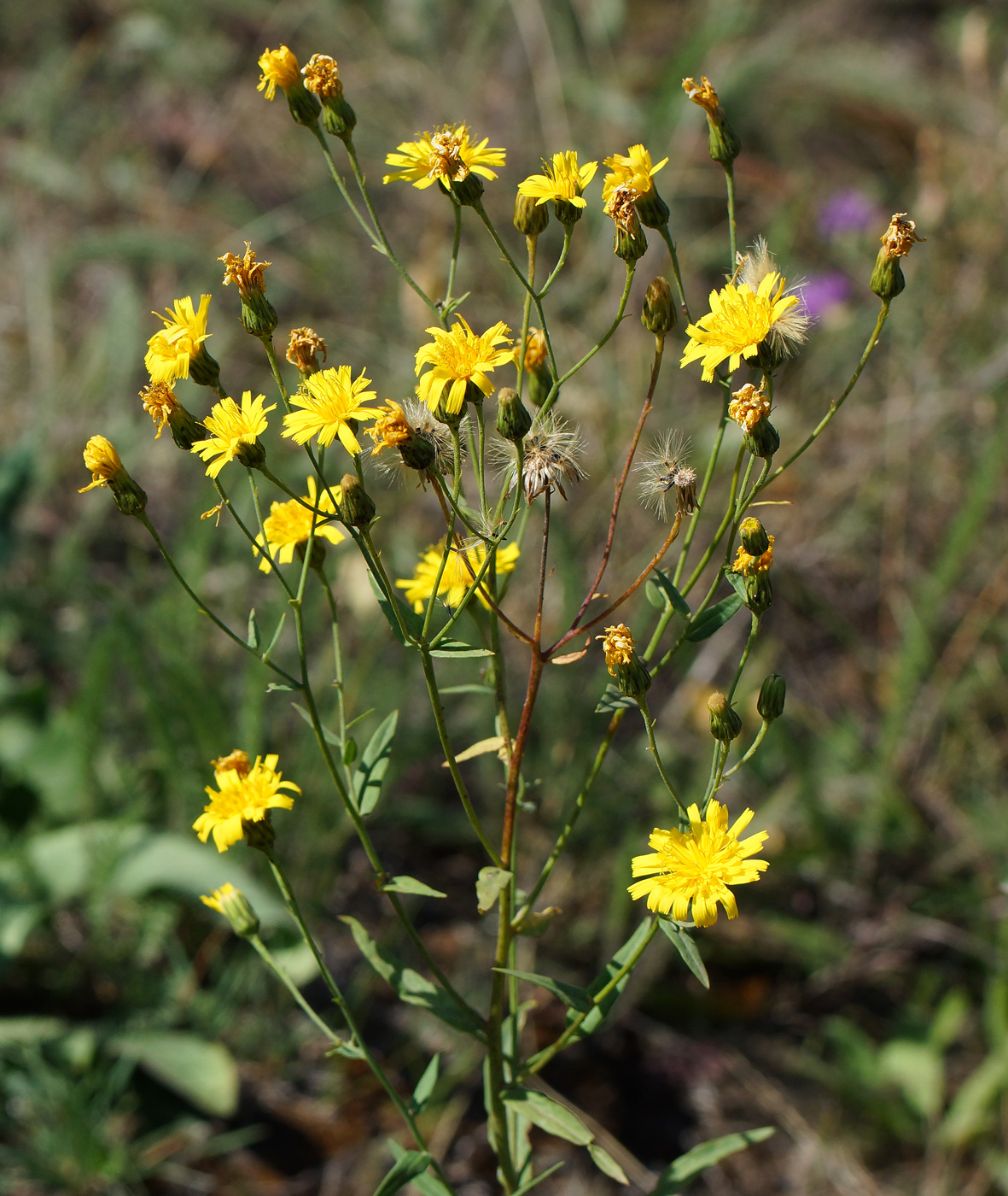 Изображение особи род Hieracium.