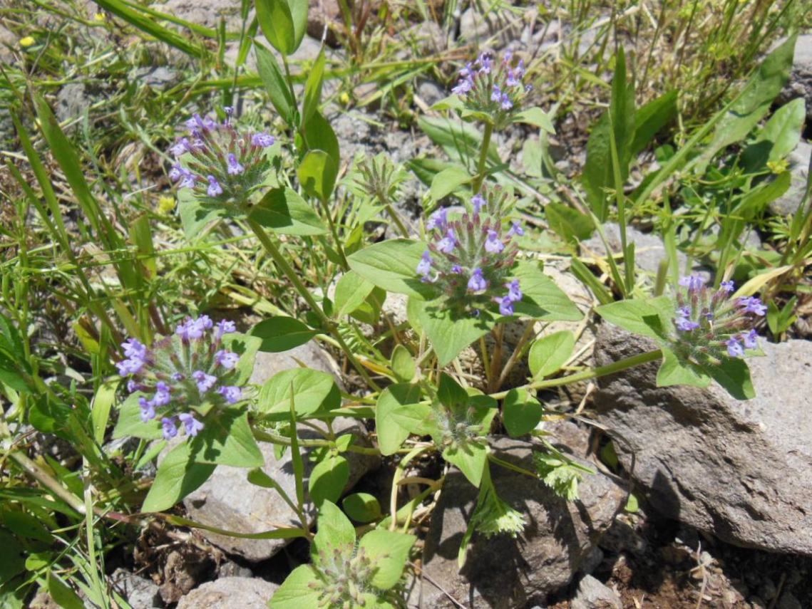 Image of Ziziphora capitata specimen.