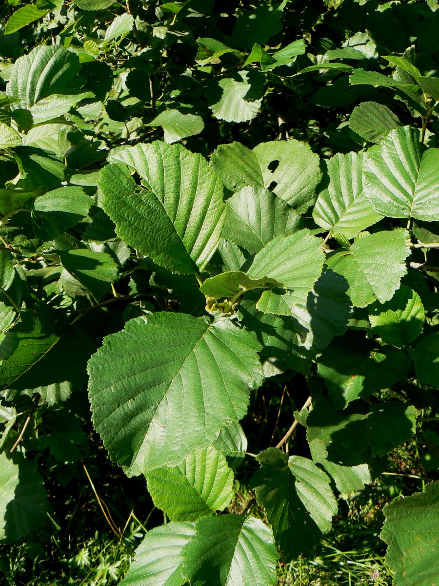 Image of Alnus incana specimen.