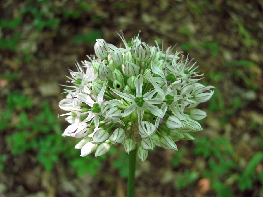 Изображение особи Allium quercetorum.