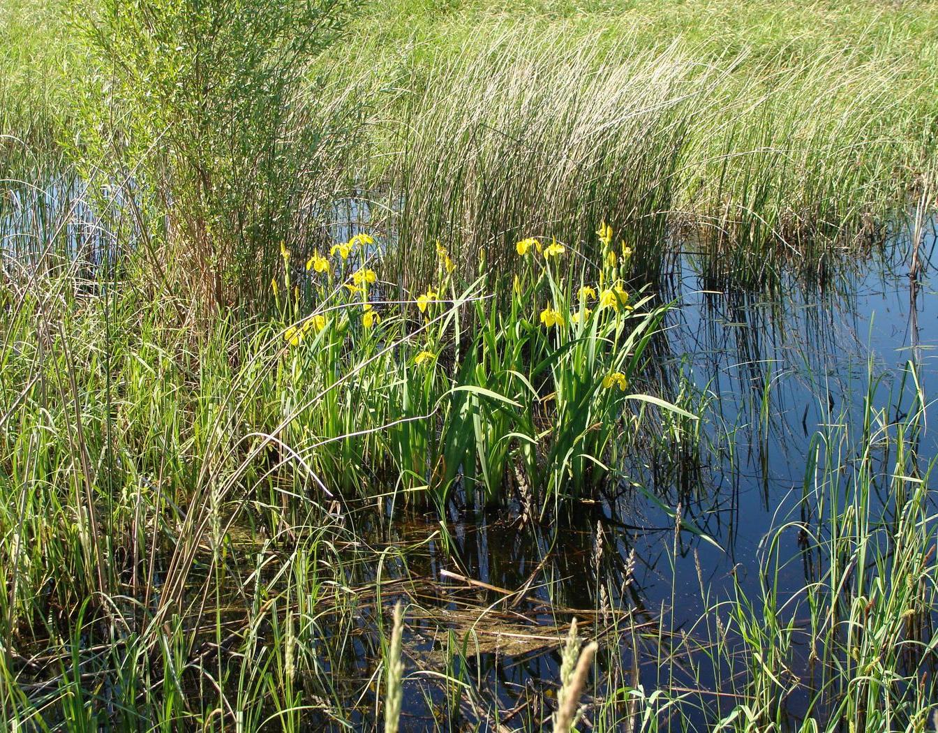 Image of Iris pseudacorus specimen.