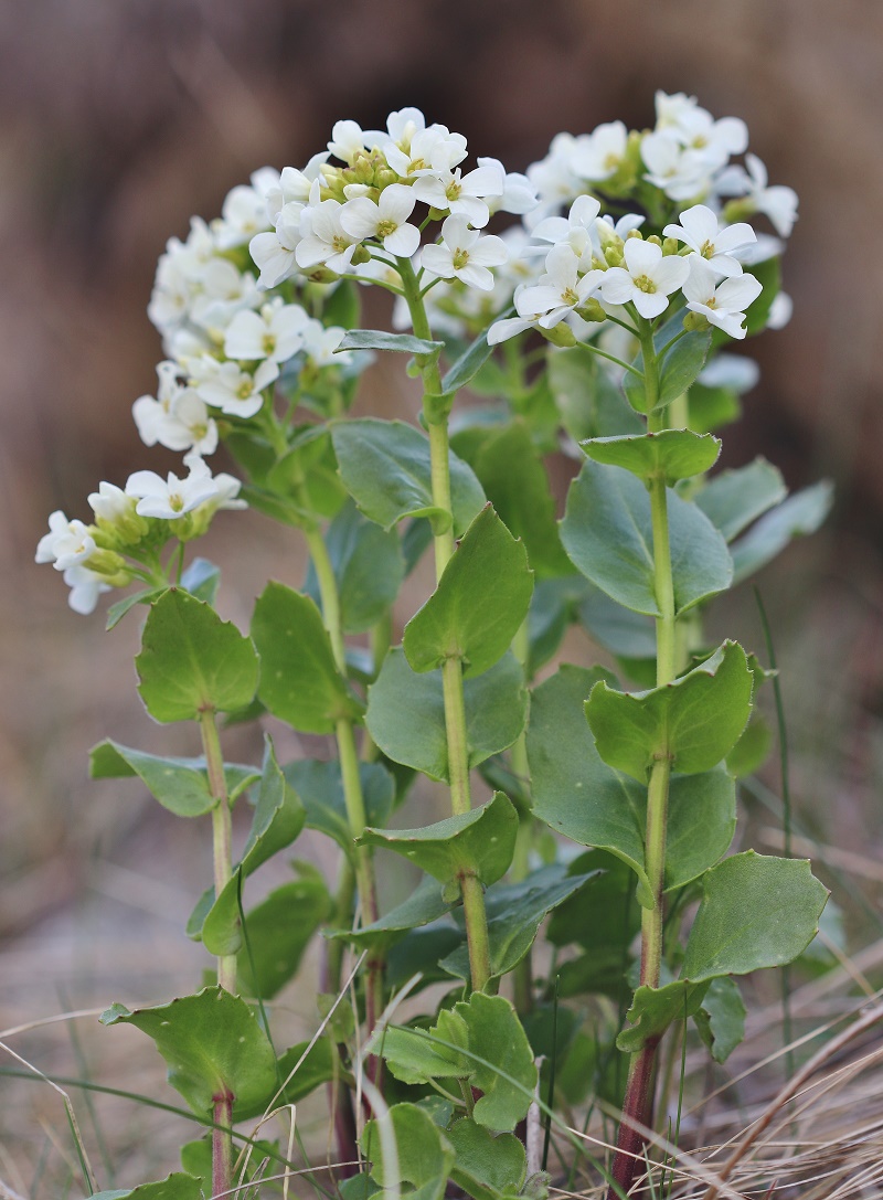 Image of Arabis brachycarpa specimen.