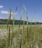 род Typha