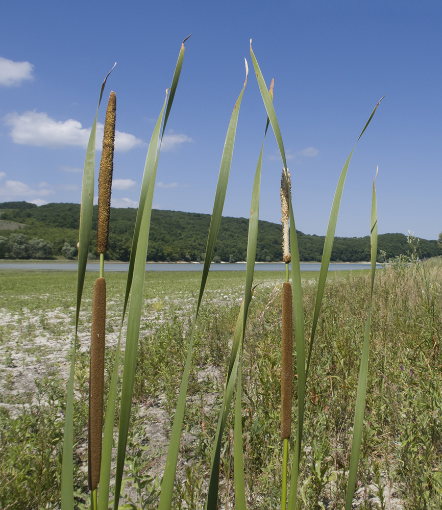 Изображение особи род Typha.