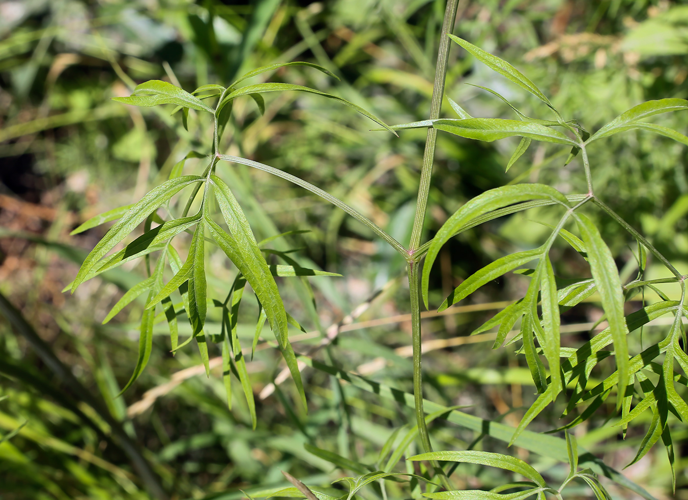 Image of Cenolophium fischeri specimen.