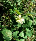 Symphoricarpos albus var. laevigatus