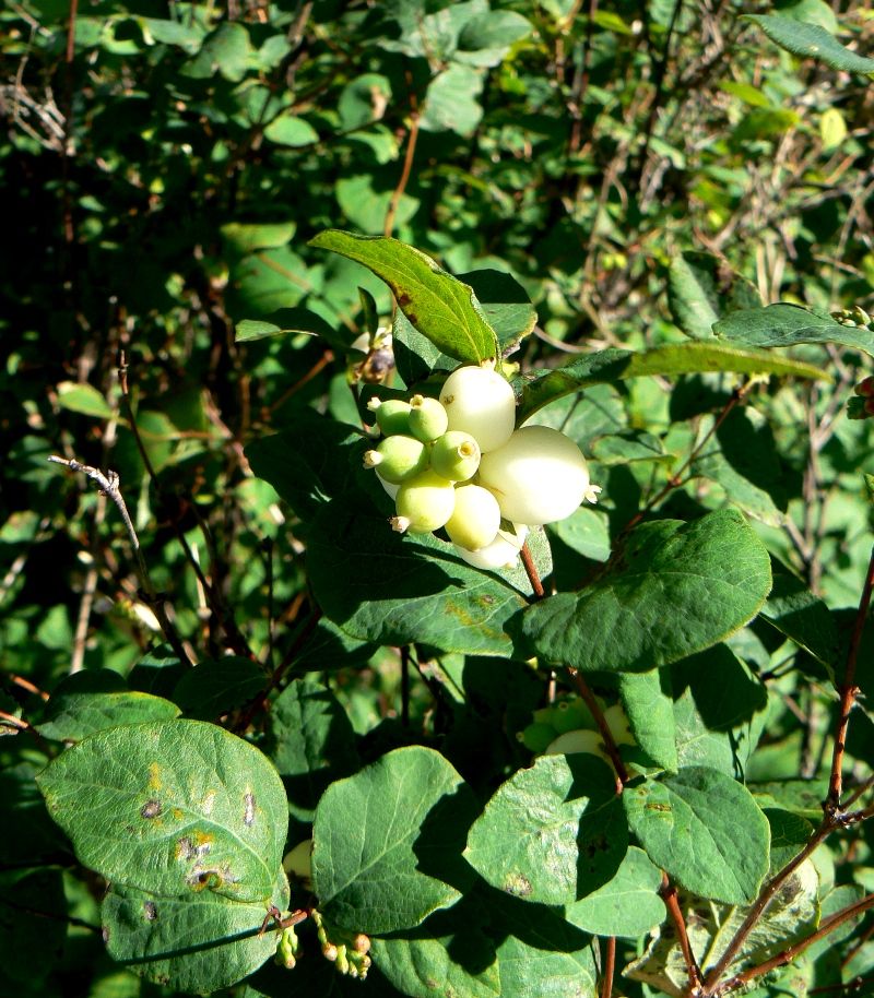 Изображение особи Symphoricarpos albus var. laevigatus.