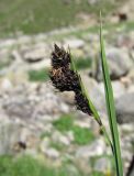 Carex medwedewii