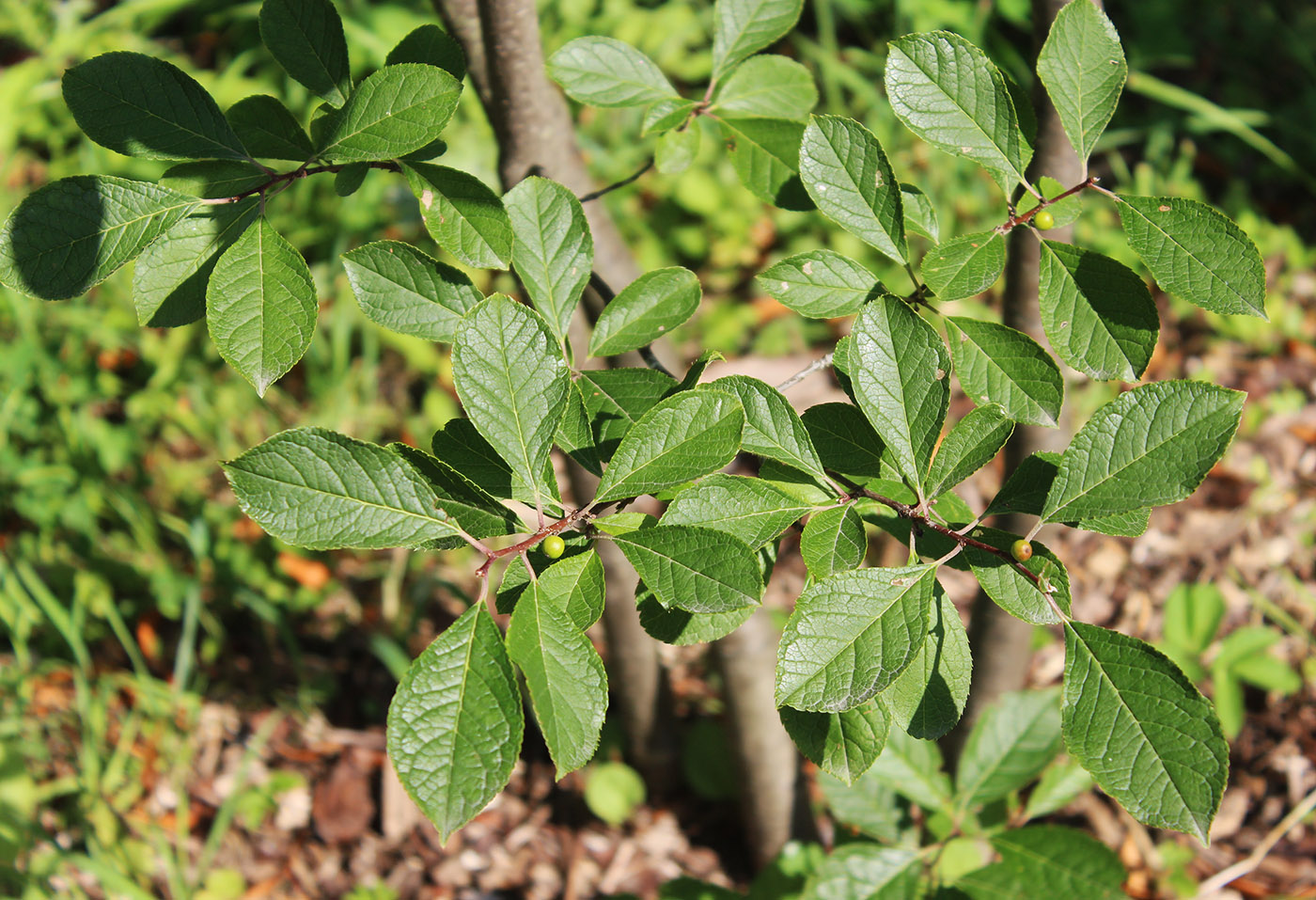 Изображение особи Ilex verticillata.