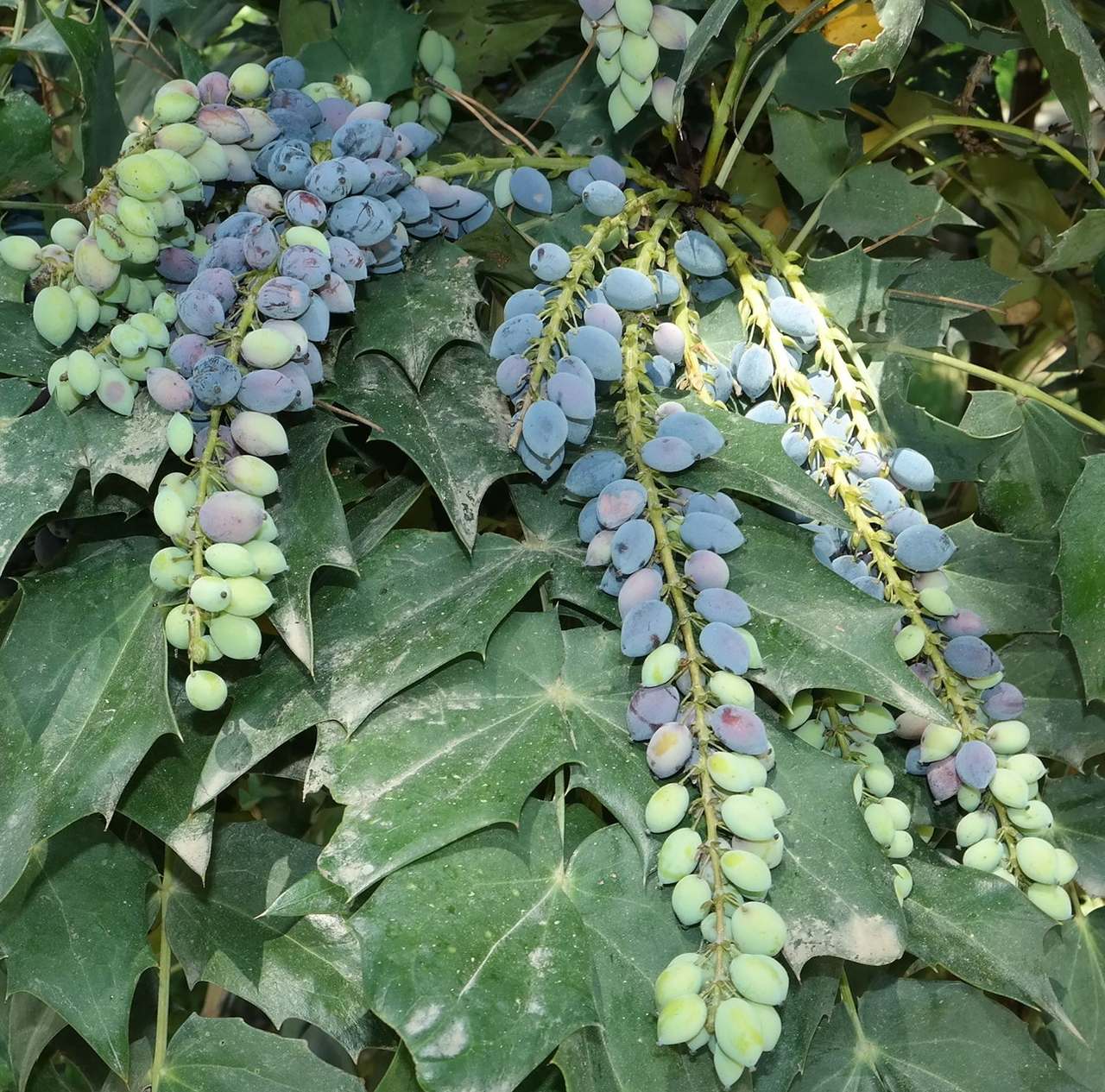 Изображение особи Mahonia bealei.