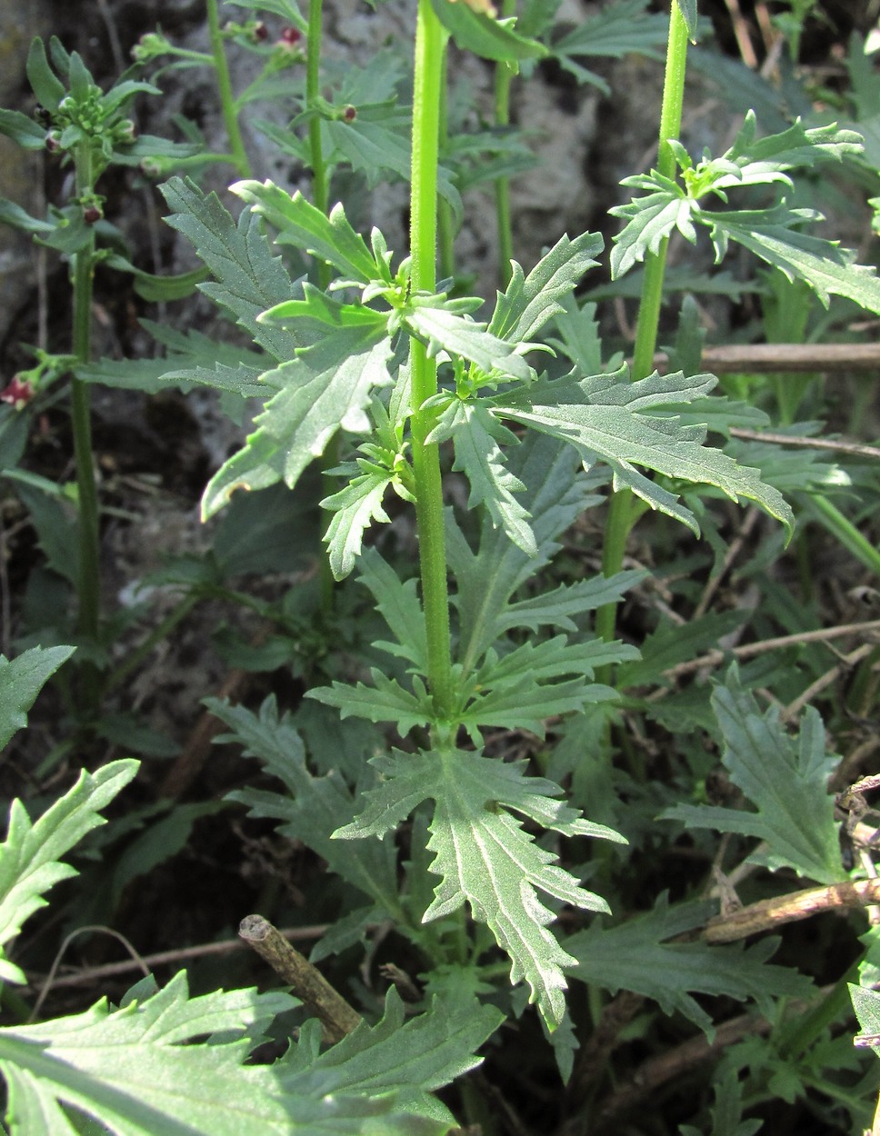 Image of Scrophularia rupestris specimen.