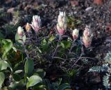 Castilleja pavlovii
