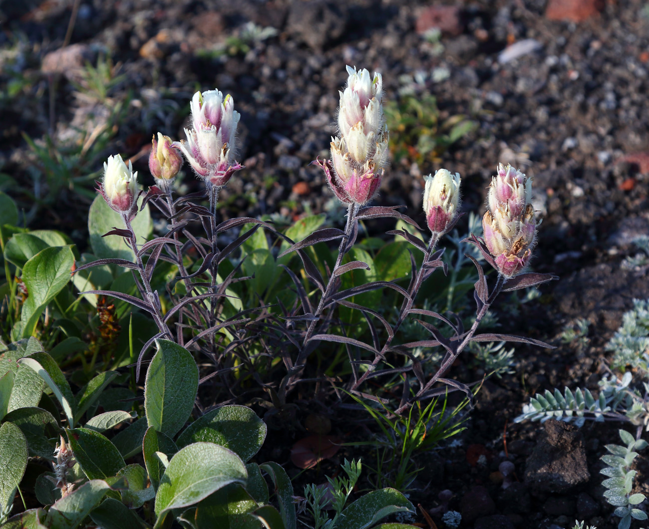 Image of Castilleja pavlovii specimen.