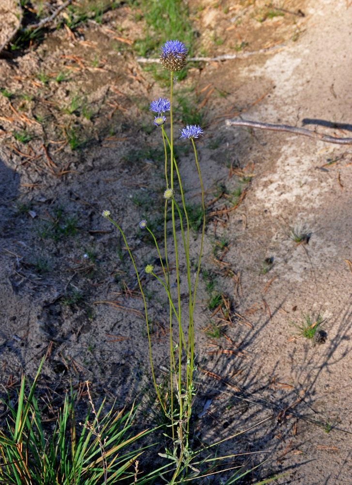 Image of Jasione montana specimen.