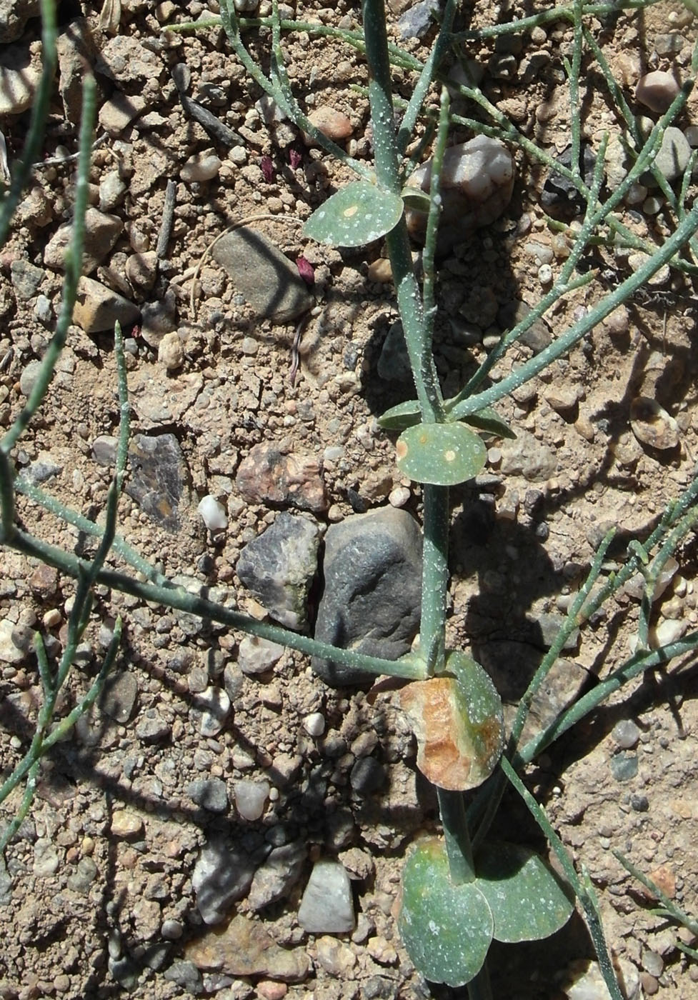 Изображение особи Limonium otolepis.