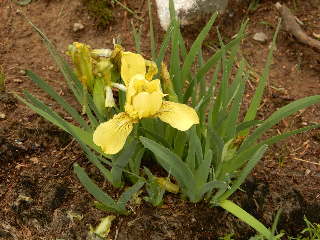 Image of Iris bloudowii specimen.