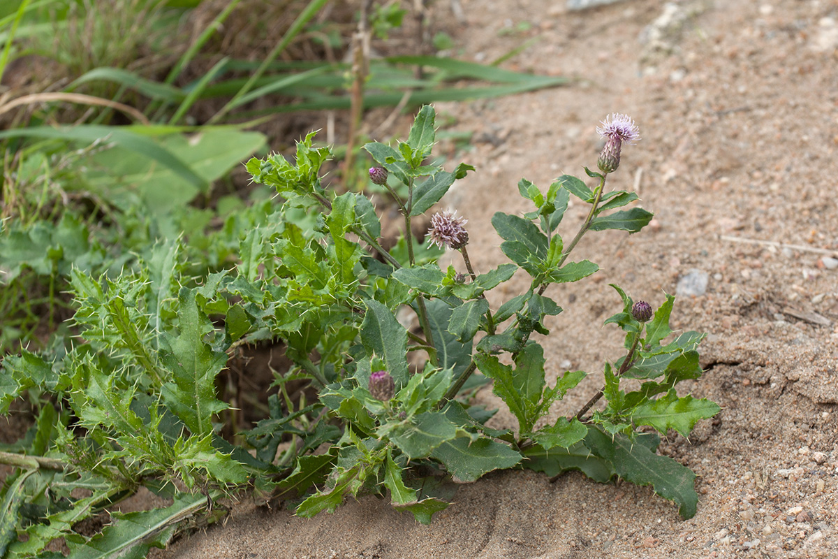 Image of Cirsium arvense specimen.