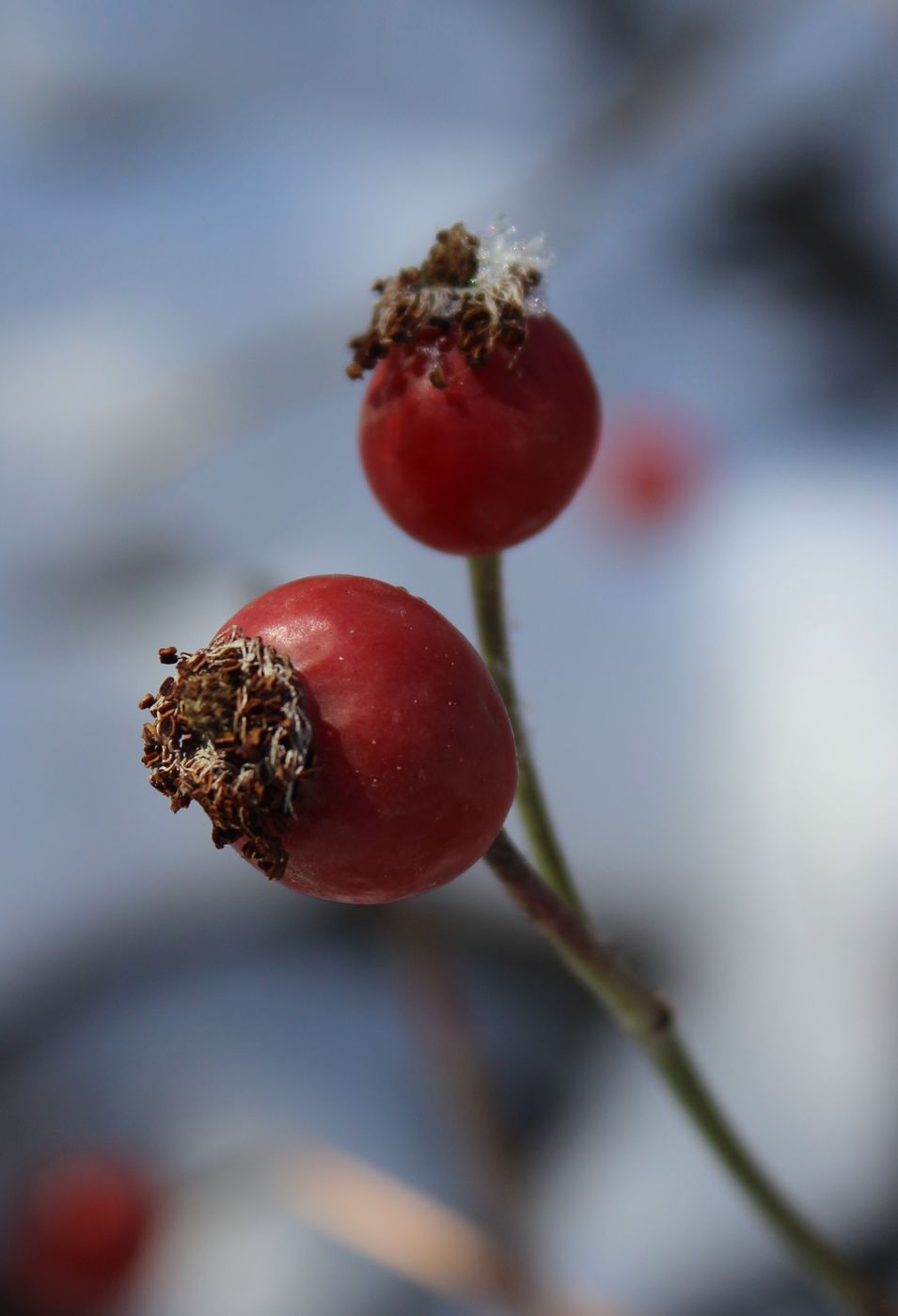 Image of Rosa laxa specimen.