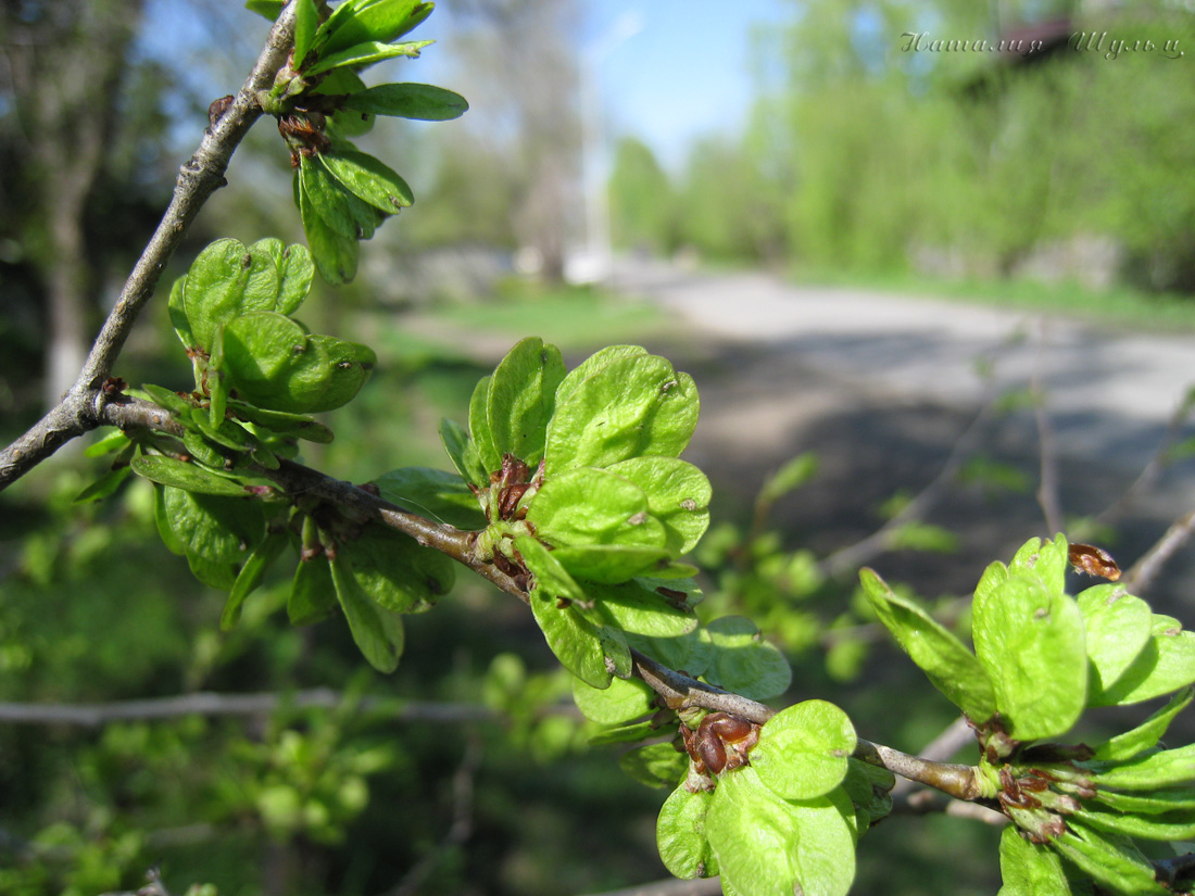 Image of Ulmus pumila specimen.