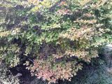 Enkianthus campanulatus. Верхушки веток отцветающего растения. Крым, пос. Партенит, парк \"Айвазовское\". 23.09.2018.