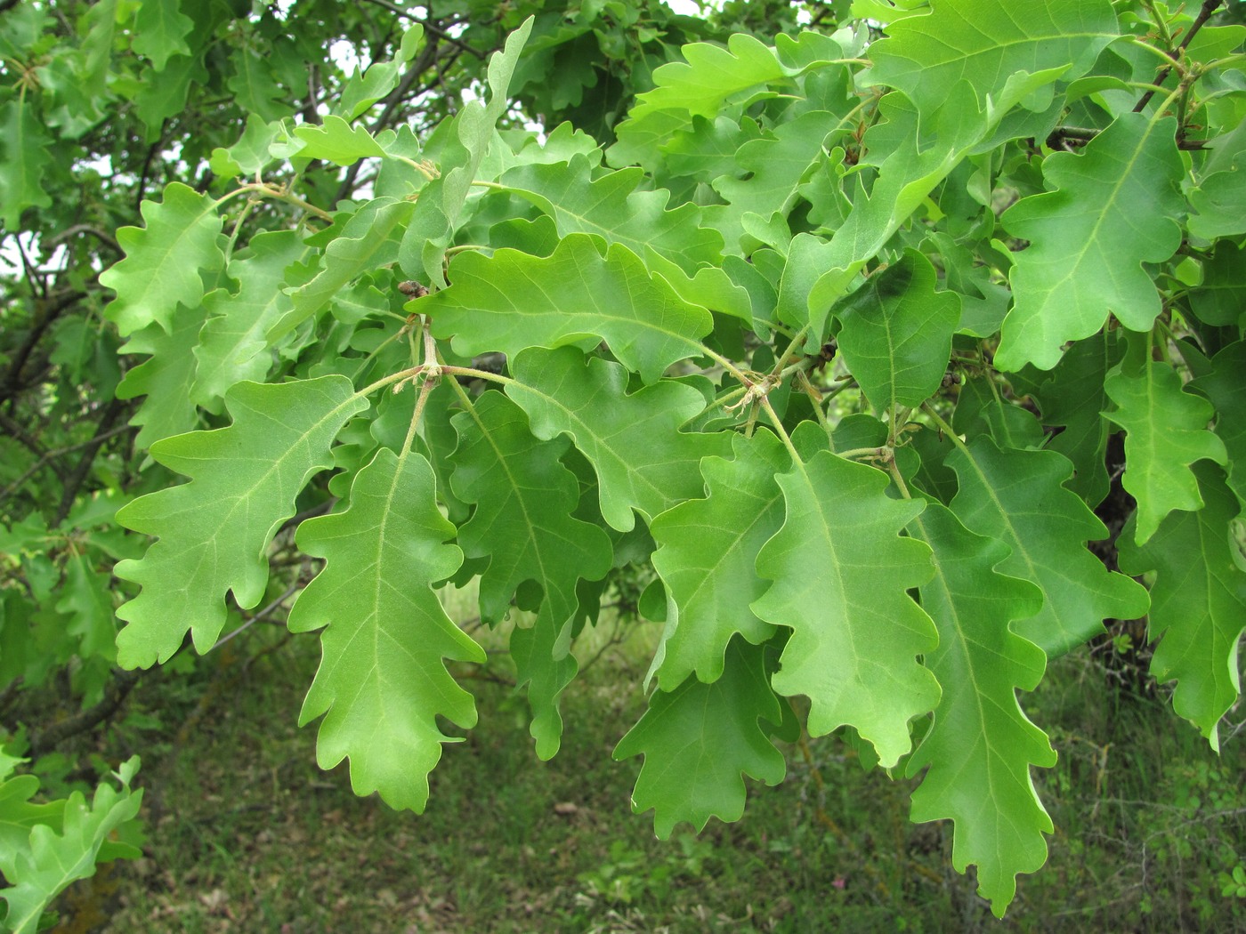 Image of Quercus pubescens specimen.