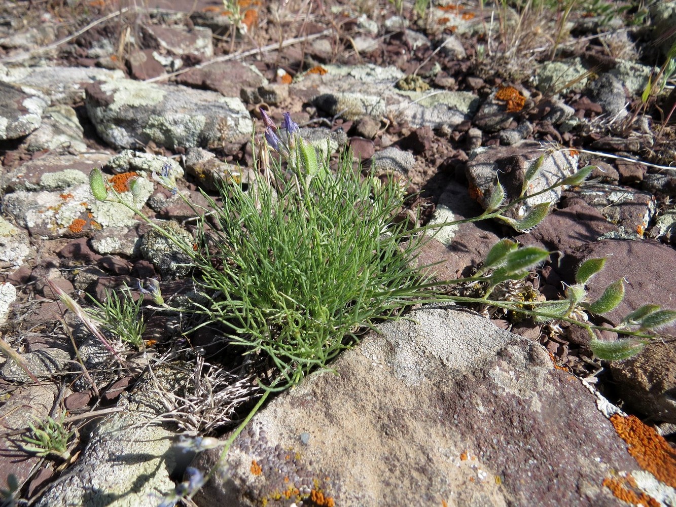 Изображение особи Astragalus nematodes.