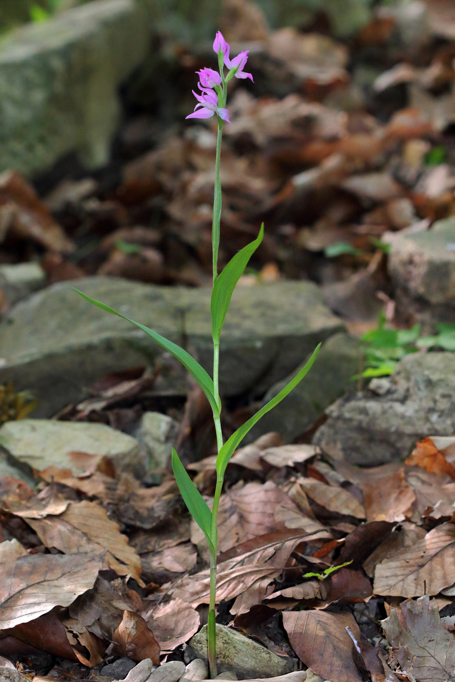 Изображение особи Cephalanthera rubra.