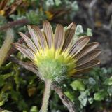 Arctotheca calendula