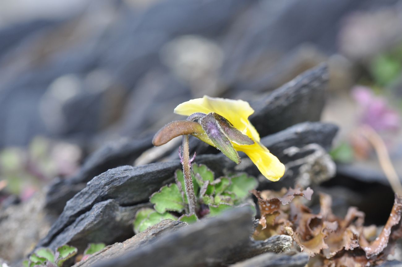 Image of Viola minuta specimen.