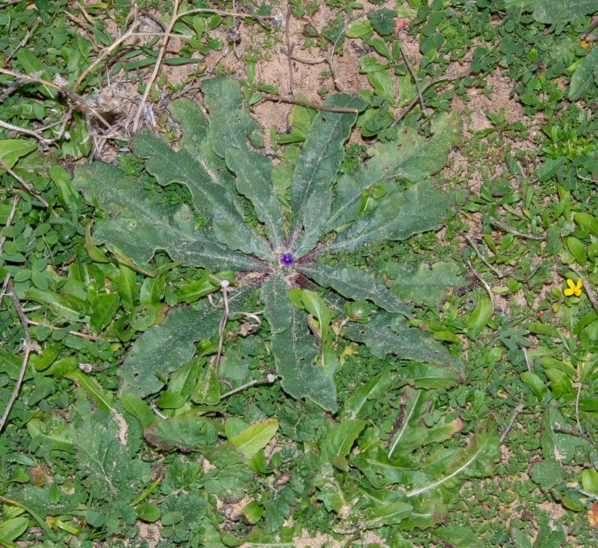 Image of Hormuzakia aggregata specimen.