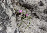Romulea rosea
