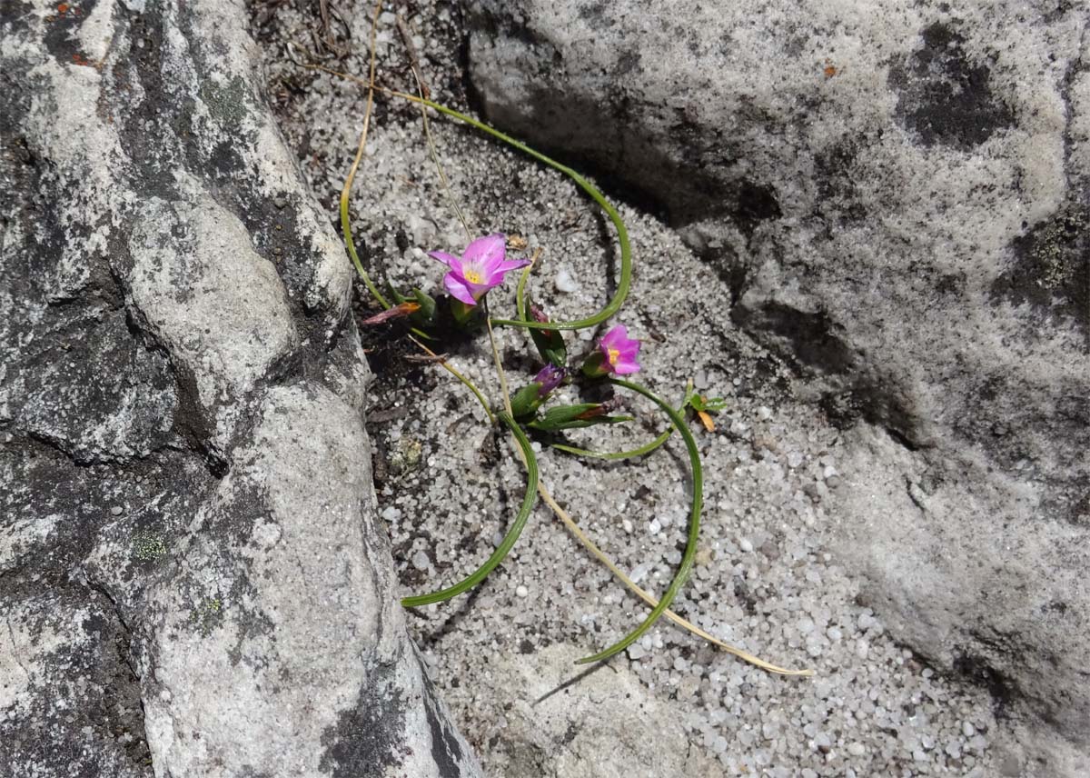 Изображение особи Romulea rosea.