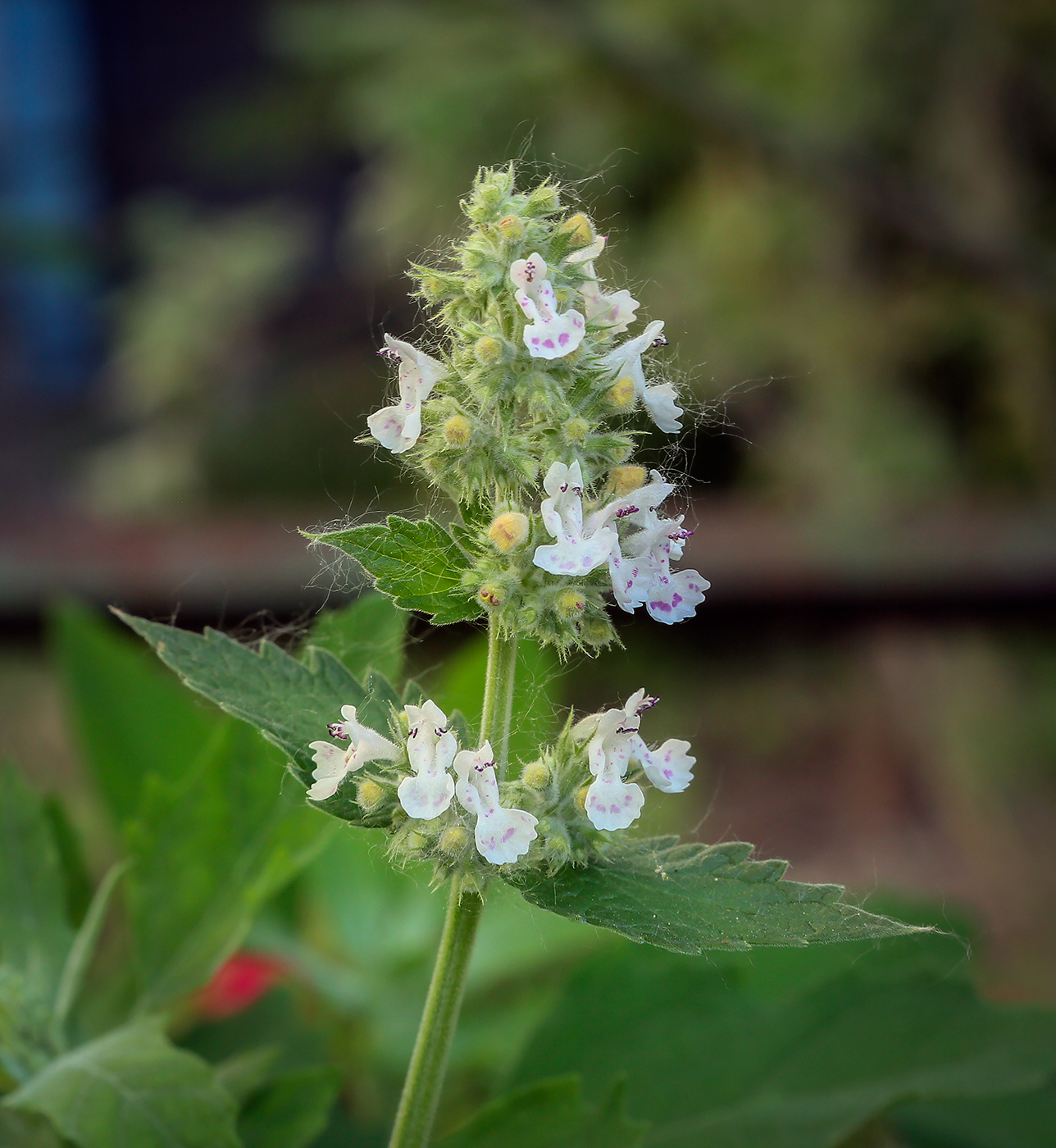 Изображение особи Nepeta cataria.