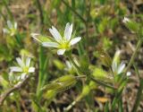 Cerastium syvaschicum. Верхушка растения с цветком и завязавшимися плодами. Крым, Советский р-н, 8 км к северу от пос. Дмитровка, побережье залива Сиваш на границе заказника \"Присивашский\", галофитный луг. 21 апреля 2019 г.