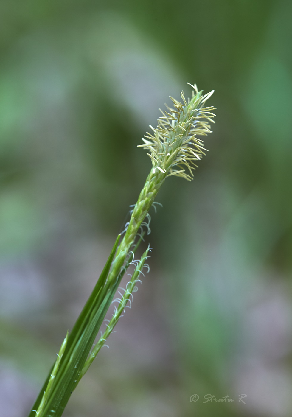 Изображение особи Carex sylvatica.