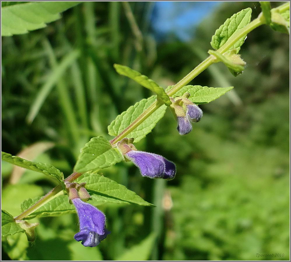 Image of Scutellaria galericulata specimen.