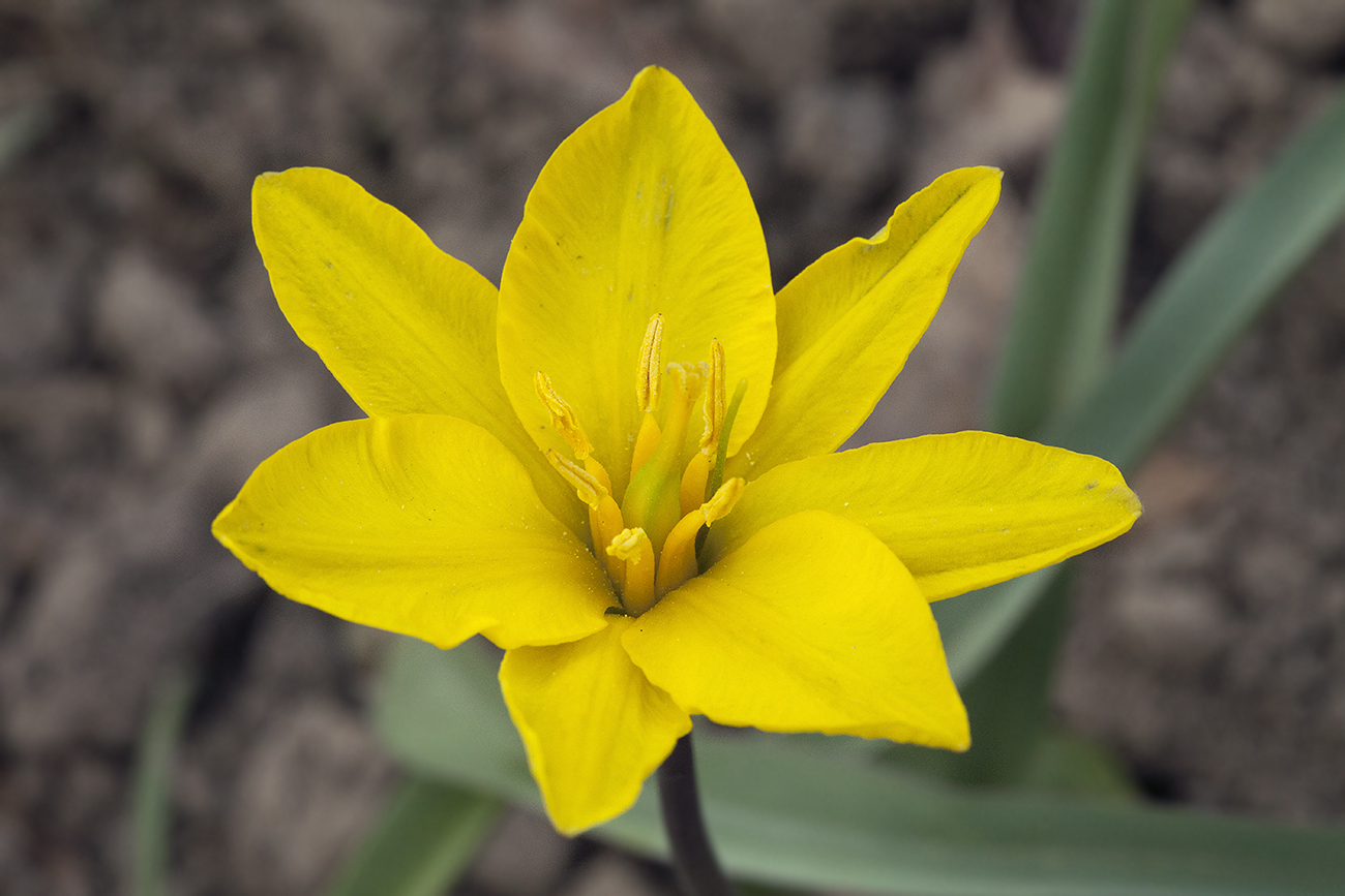 Image of Tulipa uniflora specimen.