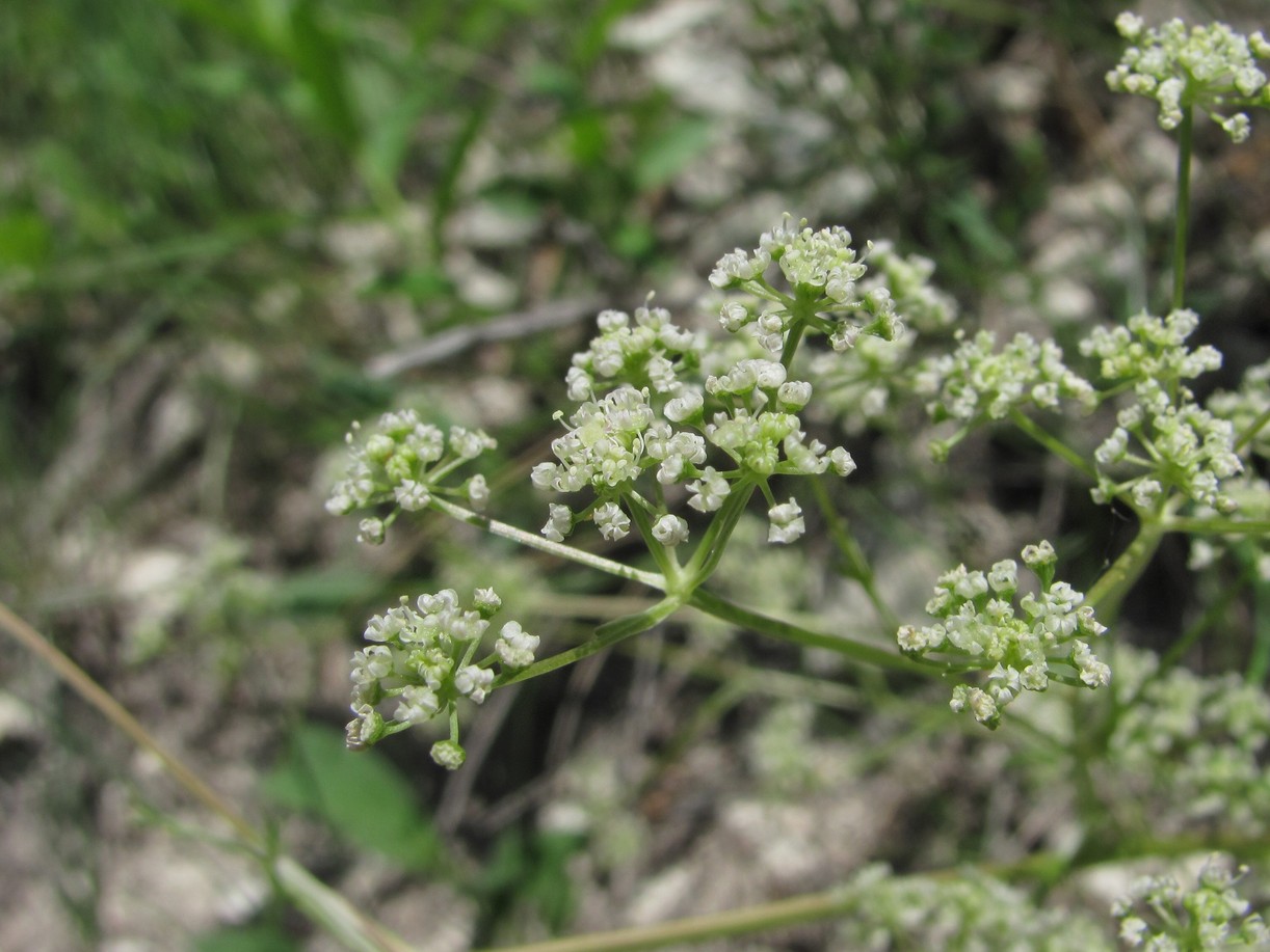 Image of genus Seseli specimen.