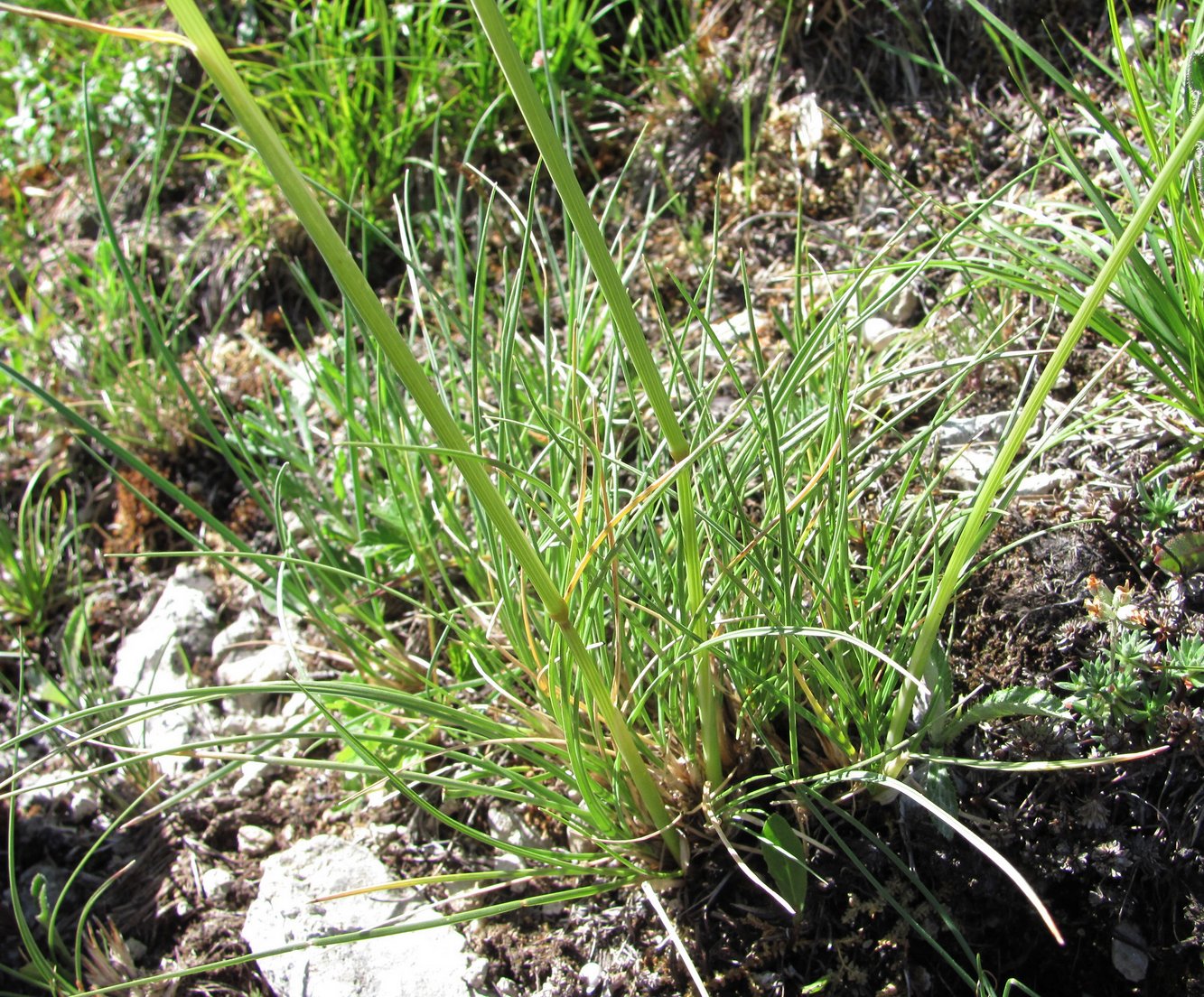 Image of Psathyrostachys rupestris specimen.