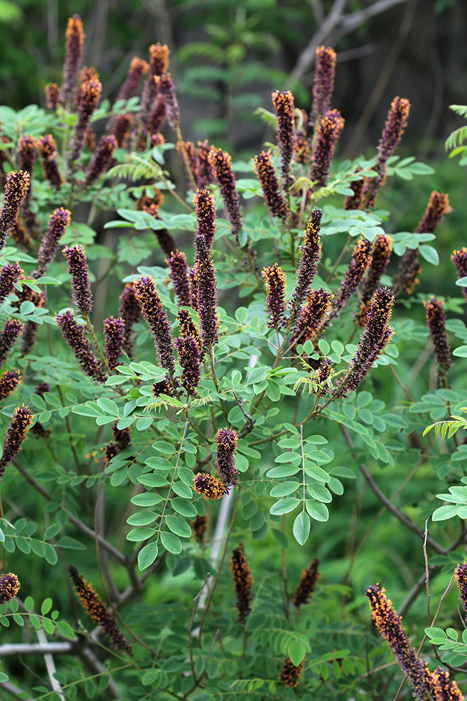 Image of Amorpha fruticosa specimen.