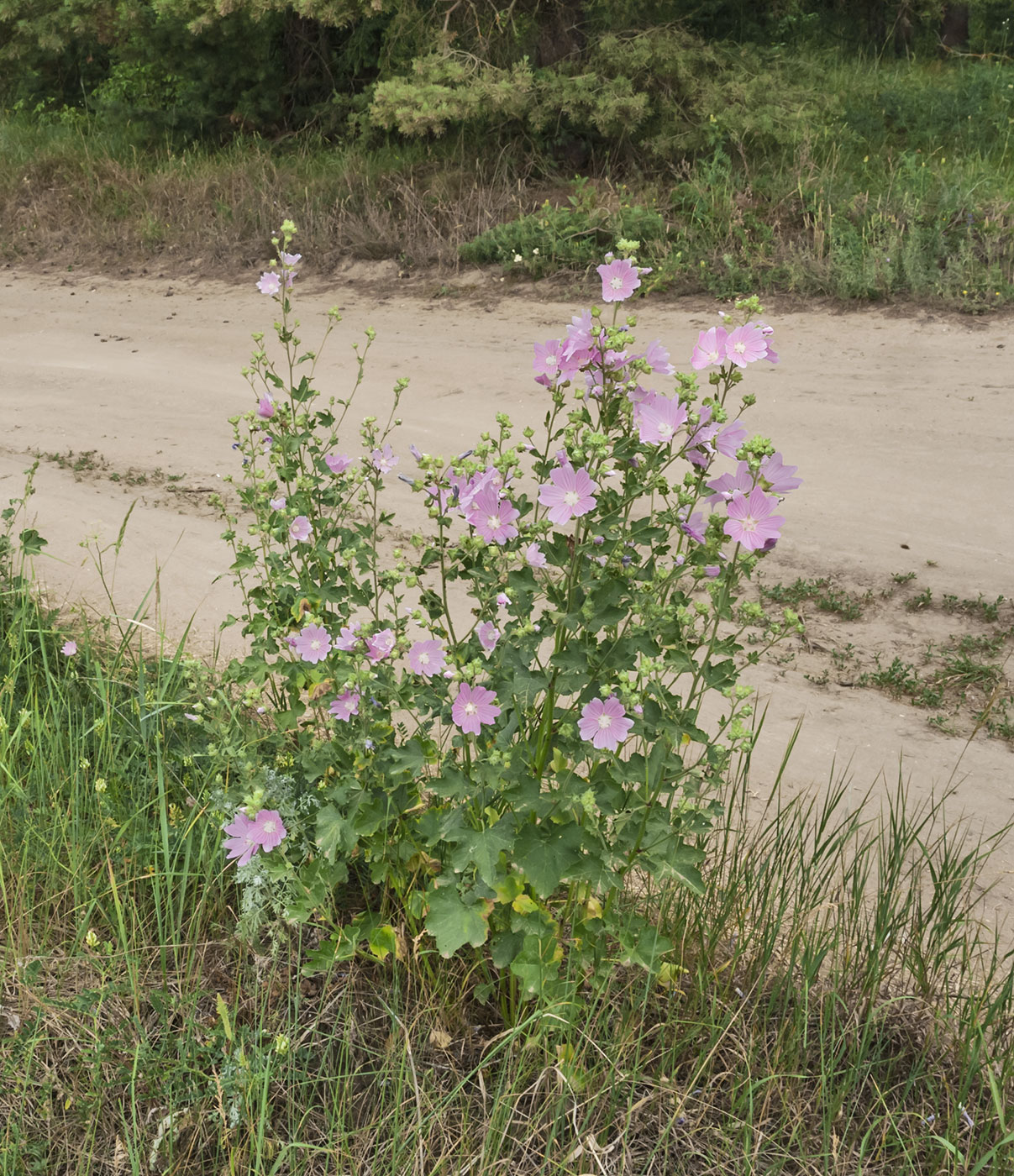 Image of Malva thuringiaca specimen.