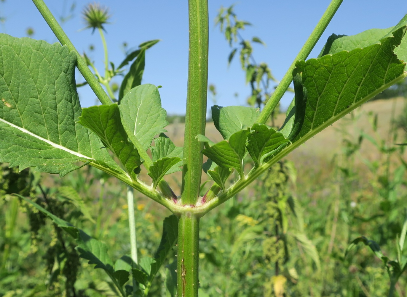 Image of Dipsacus strigosus specimen.