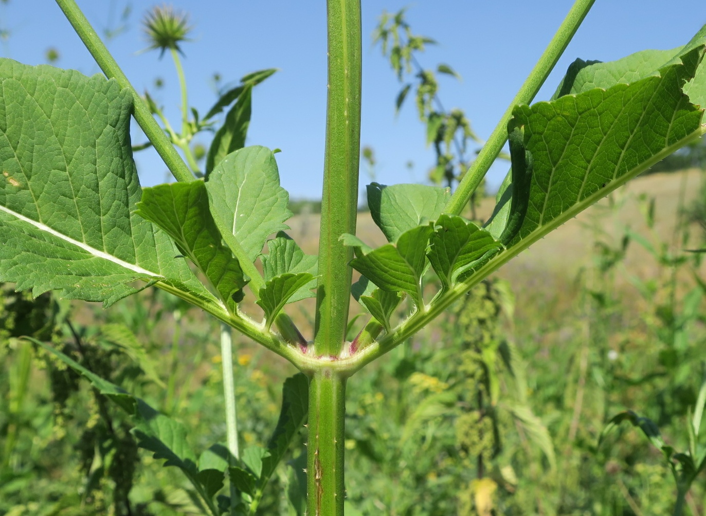 Изображение особи Dipsacus strigosus.