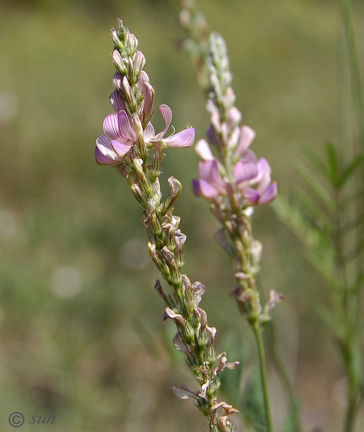 Image of Onobrychis arenaria specimen.