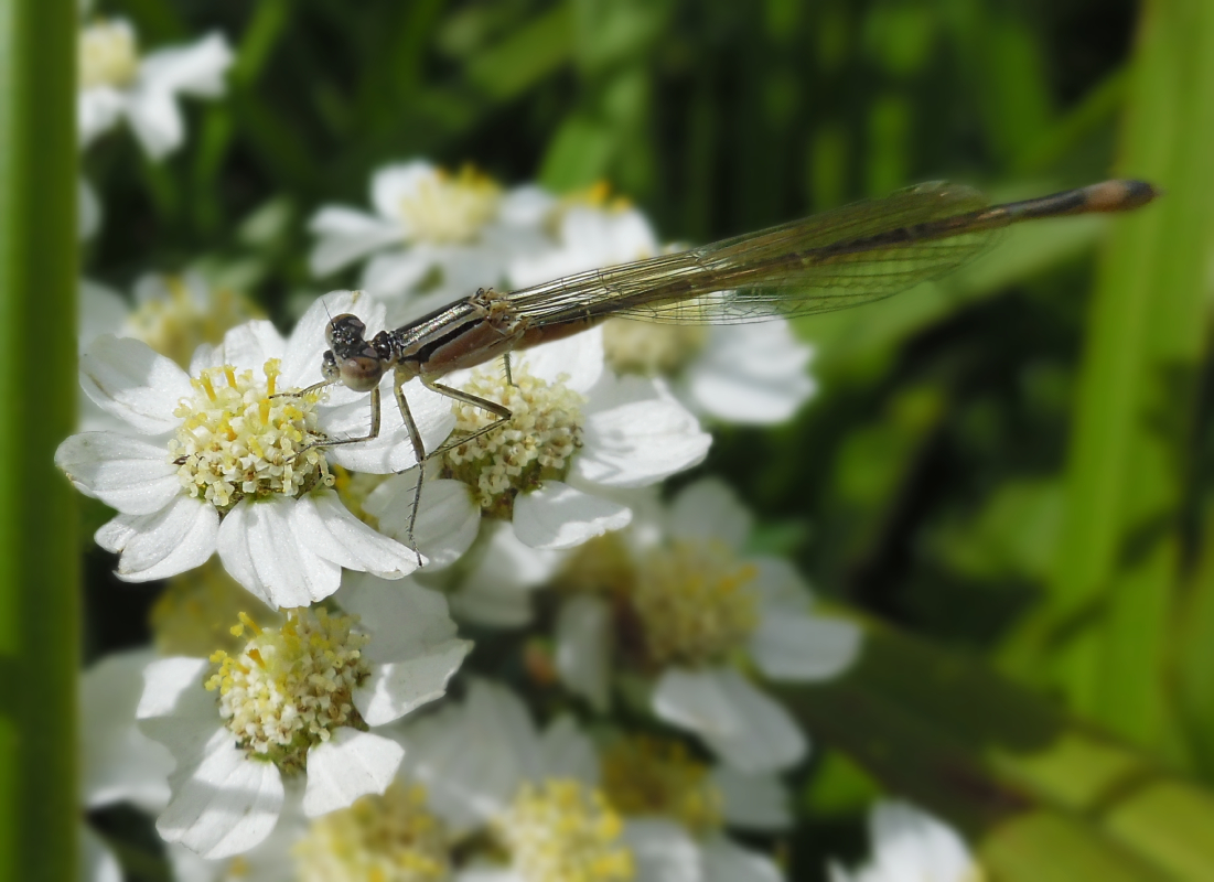 Image of Achillea septentrionalis specimen.