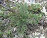 Scabiosa bipinnata. Основание цветущего и плодоносящего растения. Краснодарский край, окр. г. Новороссийск, хр. Маркотх, пер. Андреевский, каменистый склон. 07.08.2019.